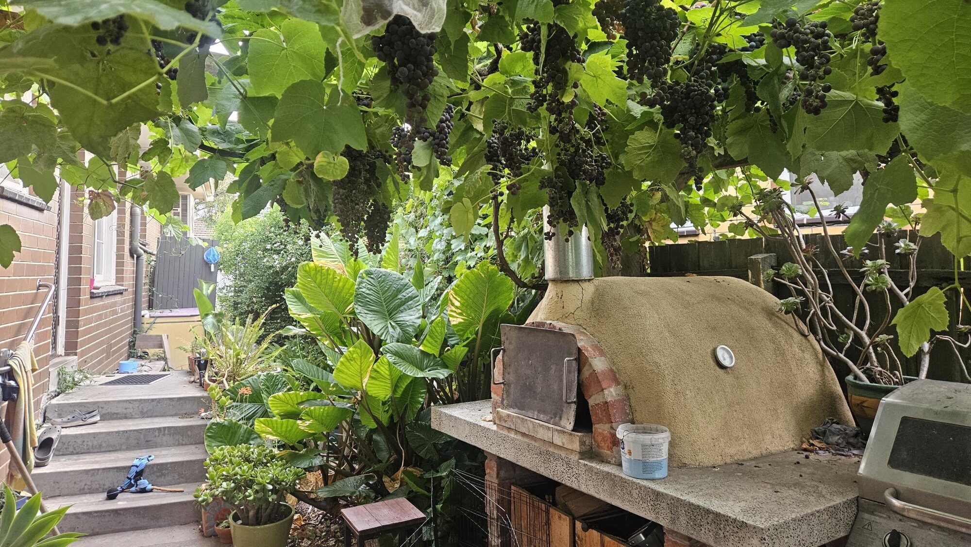 Photo of an outdoor pizza oven. It's sitting under a pergola of grape vines. There are purple grapes hanging down off the vines.