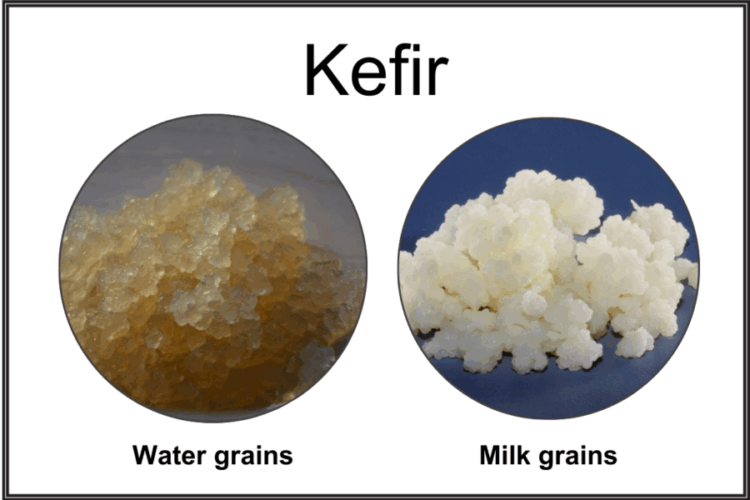Photo of kefir grains. Water grains on the left and milk grains on the right.
