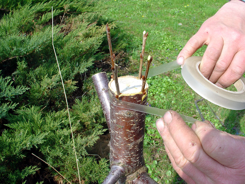 Grafting a cherry tree